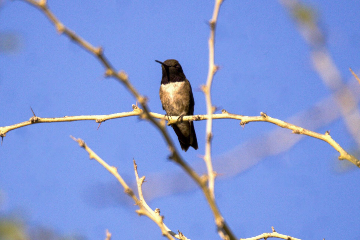 Black-chinned Hummingbird - ML620394431