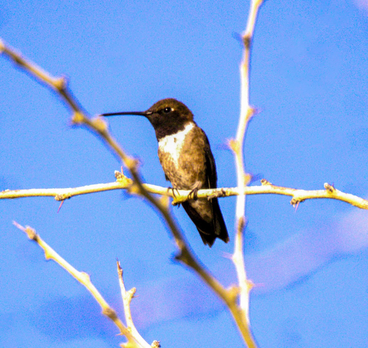 Black-chinned Hummingbird - ML620394432