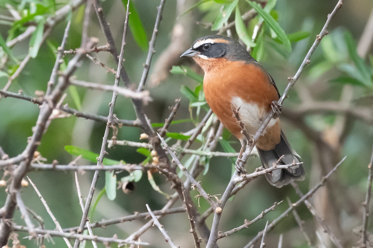 Black-and-rufous Warbling Finch - ML620394433