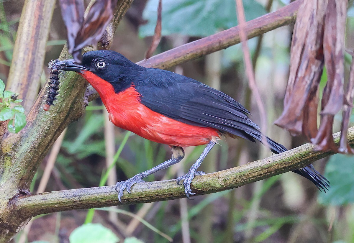 Black-headed Gonolek - Tom Driscoll