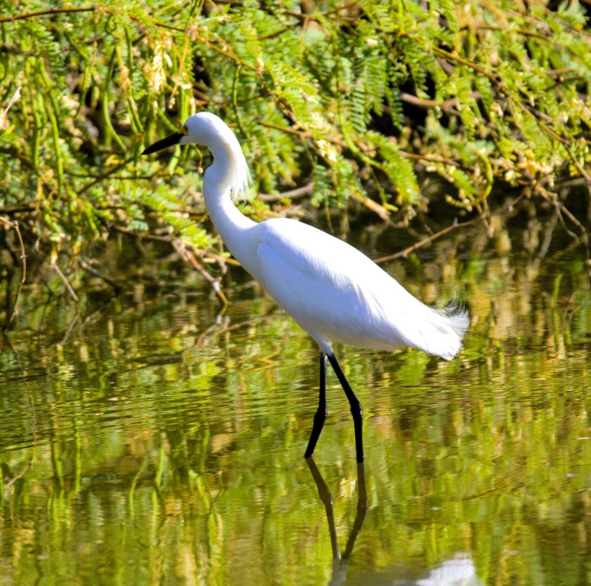 Snowy Egret - ML620394447