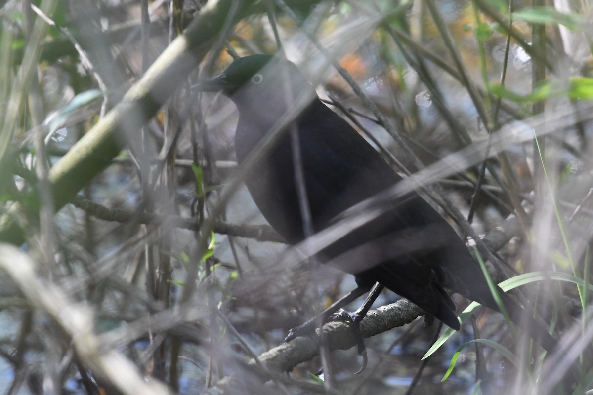 Rusty Blackbird - ML620394449