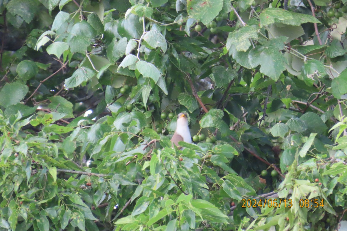 Yellow-billed Cuckoo - Lucy Flanagan