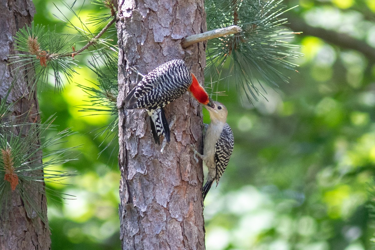 Red-bellied Woodpecker - ML620394465