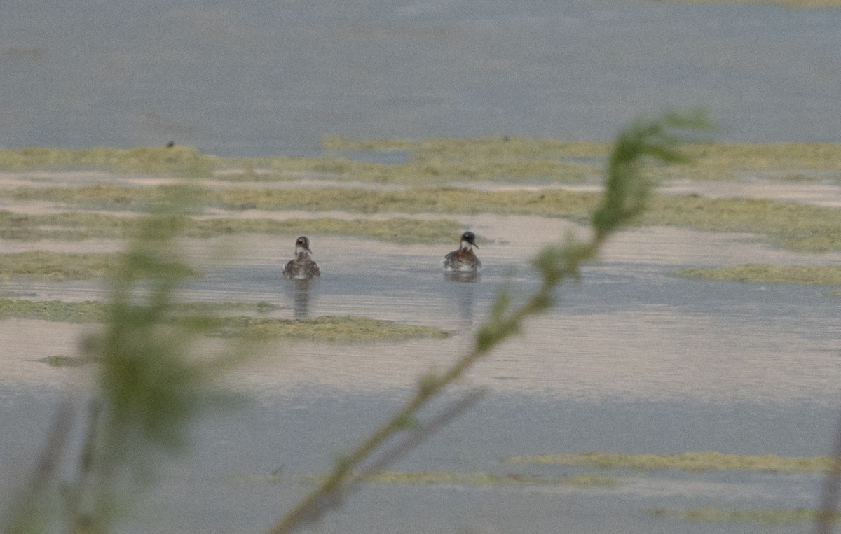 Red-necked Phalarope - ML620394478