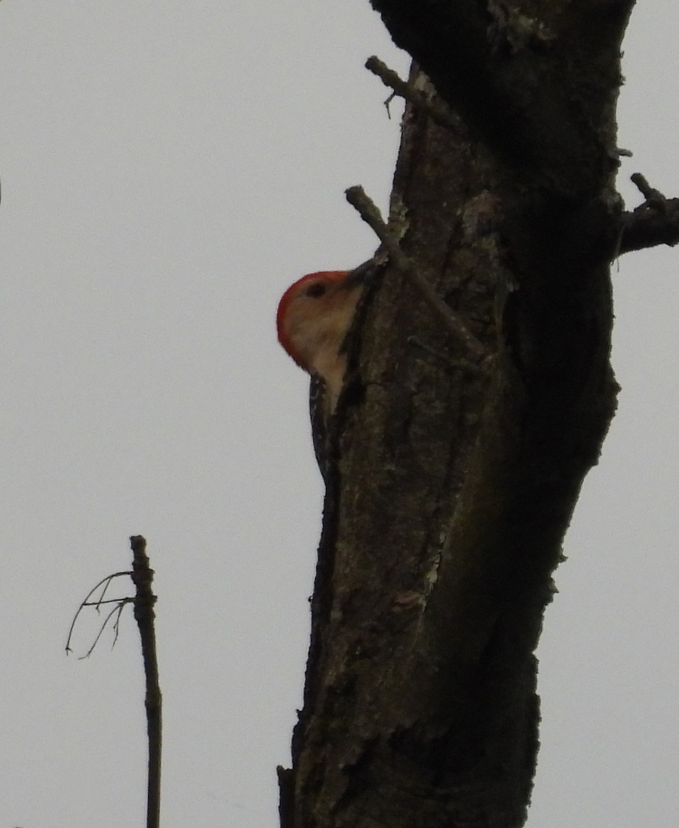 Red-bellied Woodpecker - ML620394491