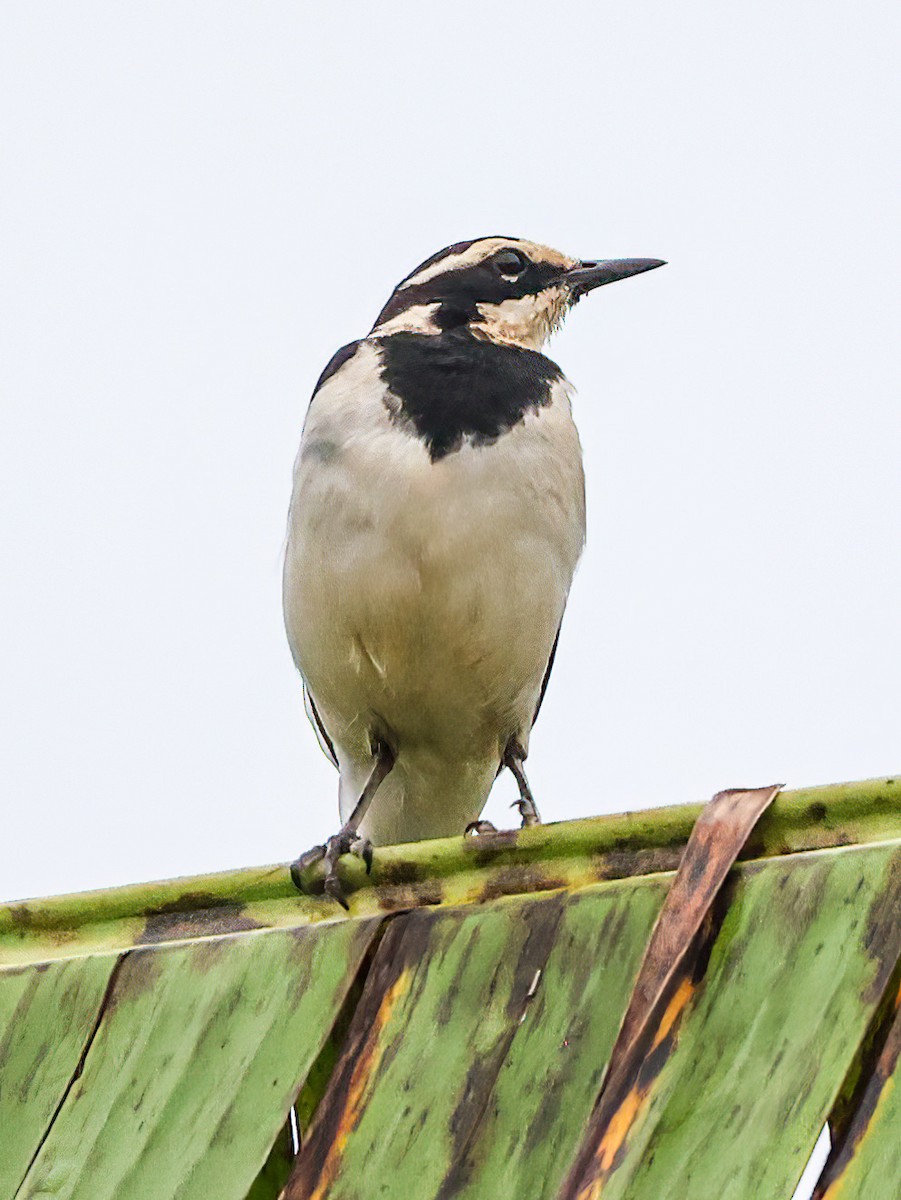 African Pied Wagtail - ML620394492