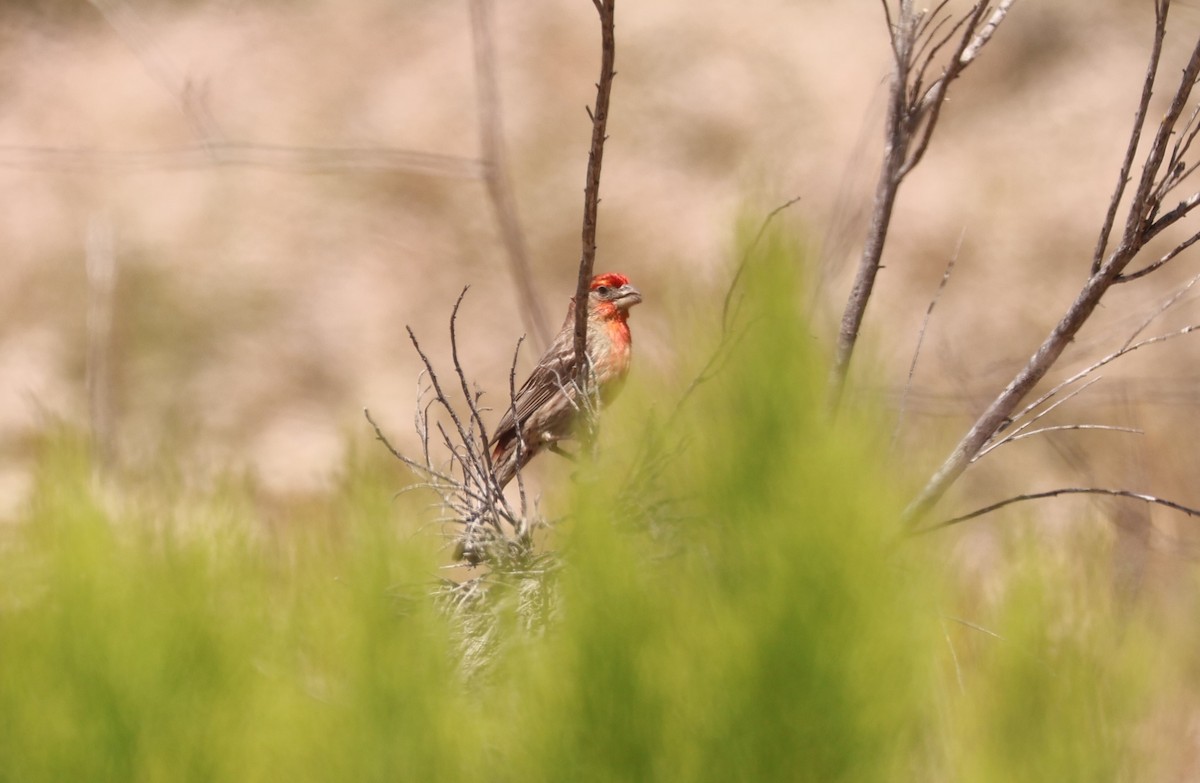 House Finch - ML620394493