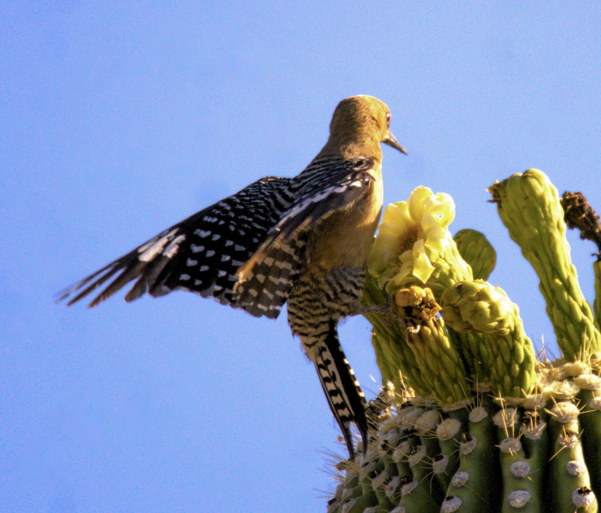 Gila Woodpecker - ML620394497