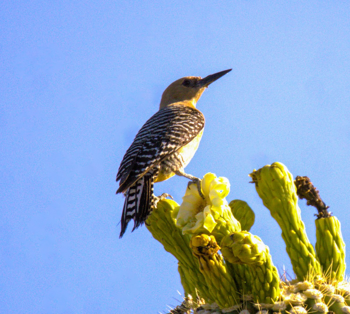 Gila Woodpecker - ML620394499