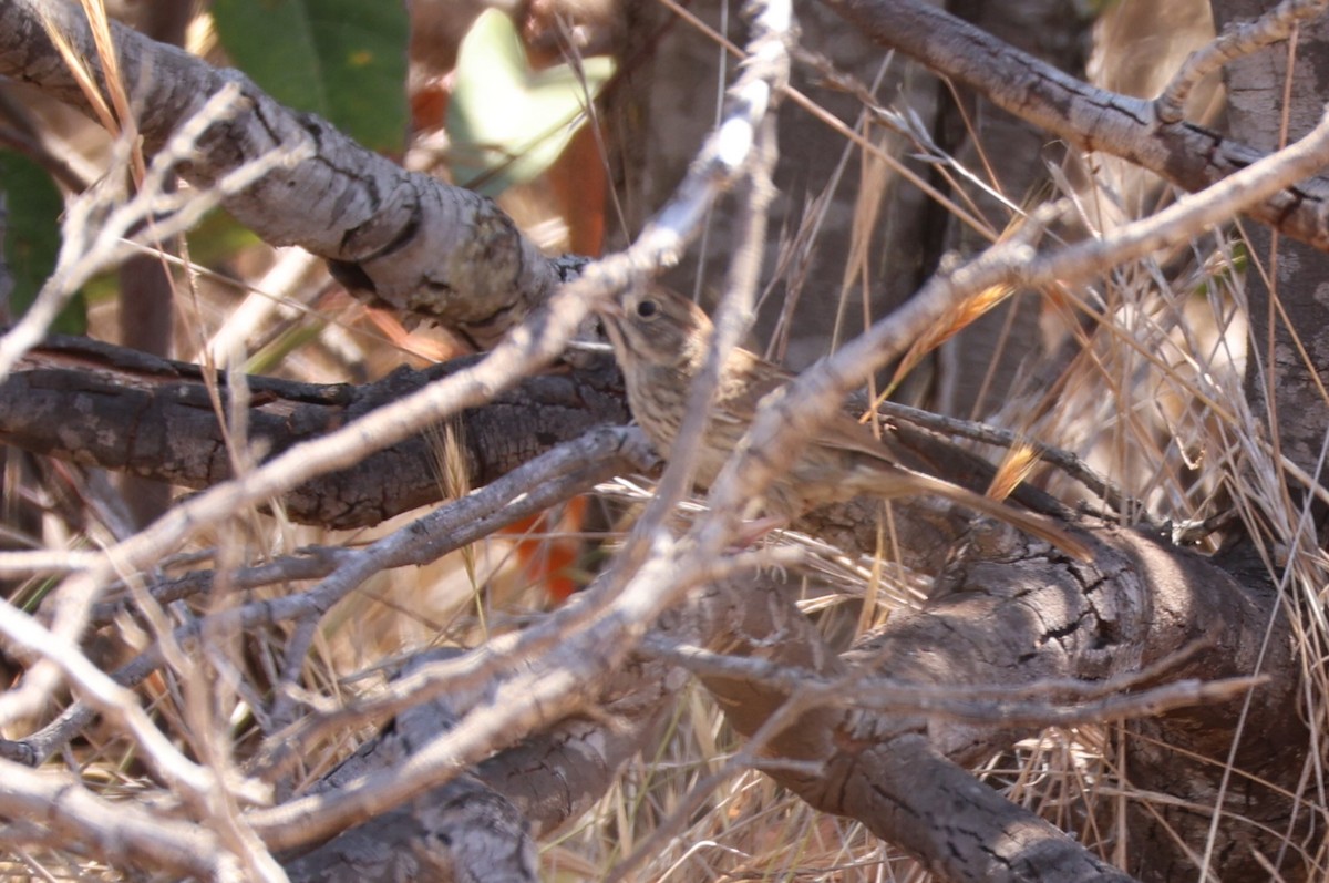 Rufous-crowned Sparrow - ML620394505