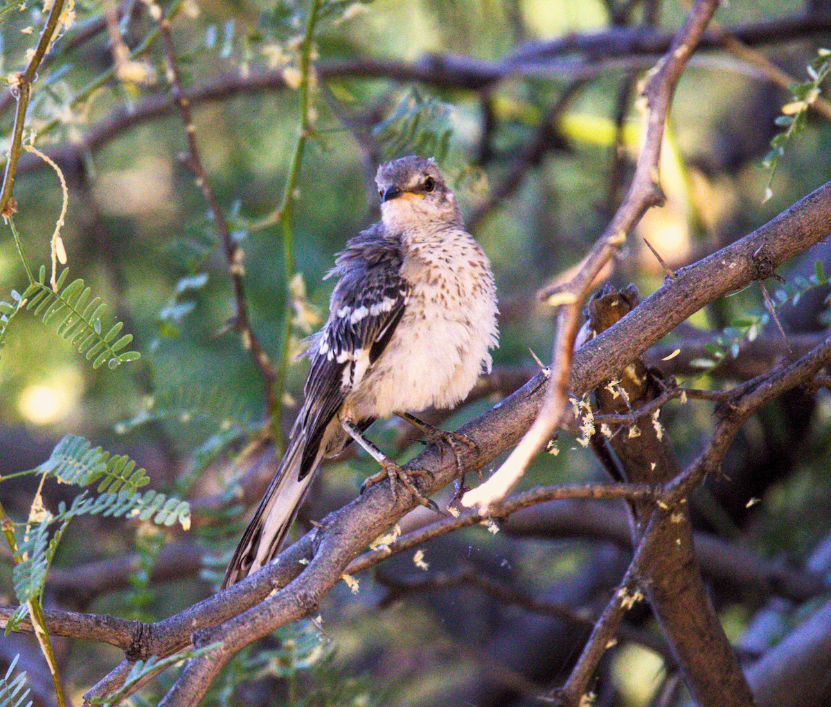 Northern Mockingbird - ML620394520