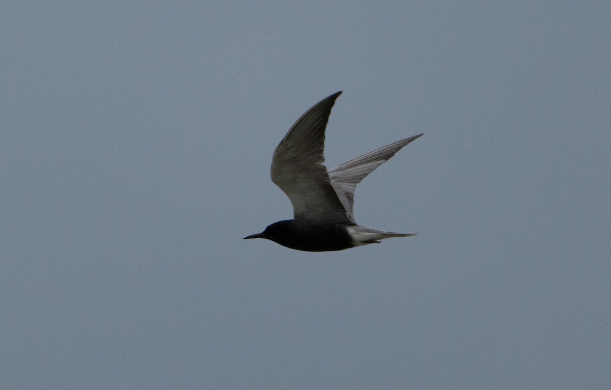 Black Tern - ML620394525