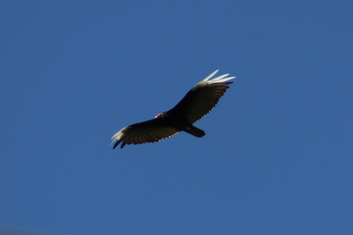 Turkey Vulture - ML620394543