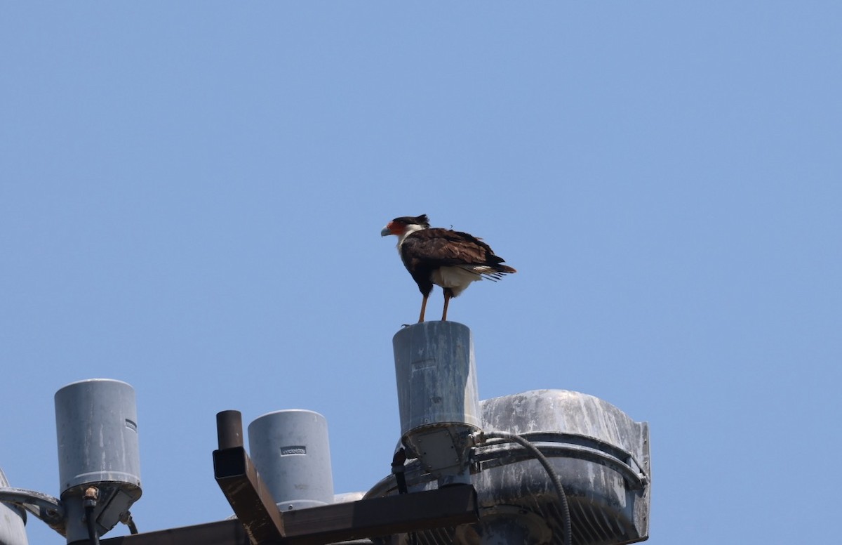 Águila Pescadora - ML620394545