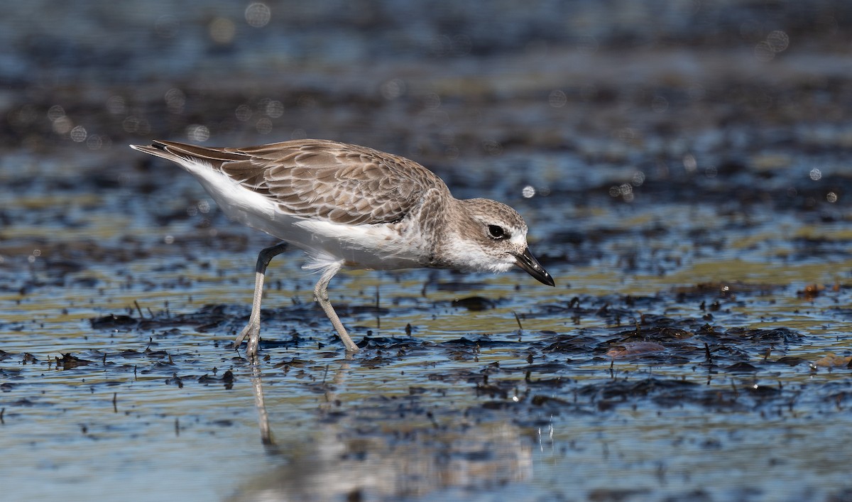 Red-breasted Dotterel - Miguel  Mejias