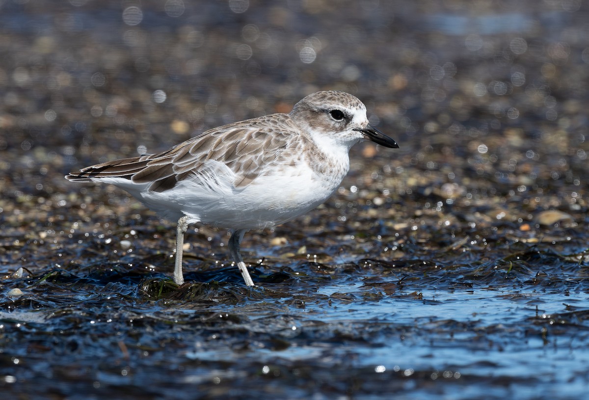 Chorlito Maorí de Isla Sur - ML620394567