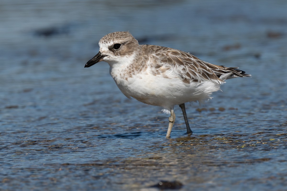 Chorlito Maorí de Isla Sur - ML620394573