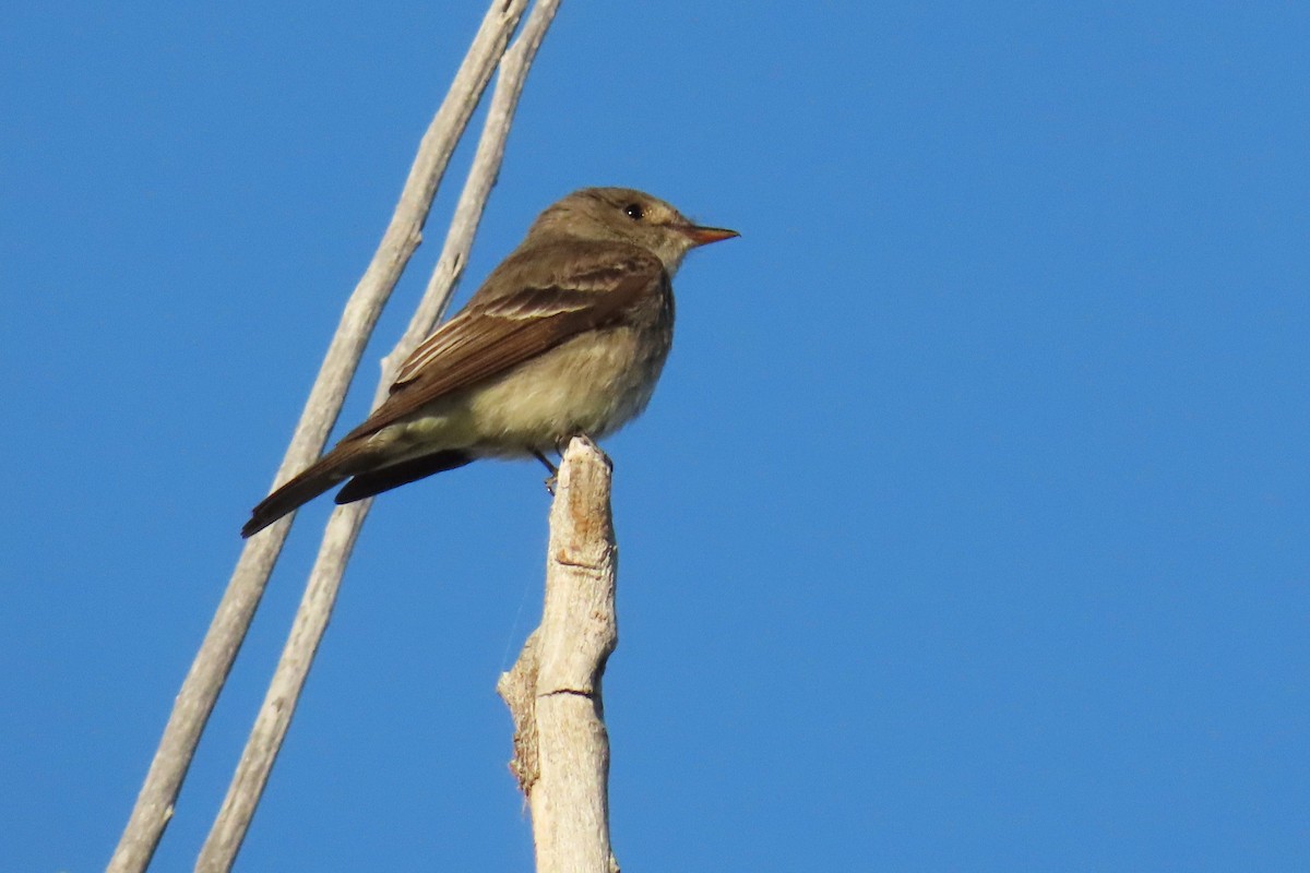 Western Wood-Pewee - ML620394582