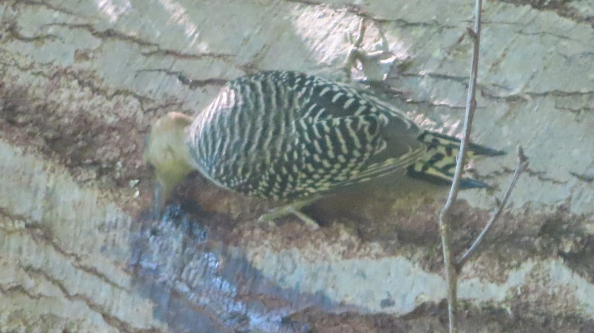 Red-bellied Woodpecker - ML620394588