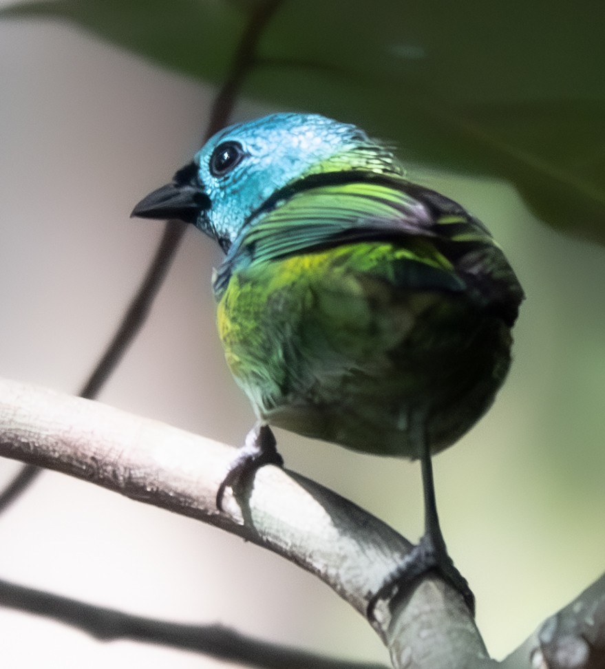 Green-headed Tanager - ML620394593