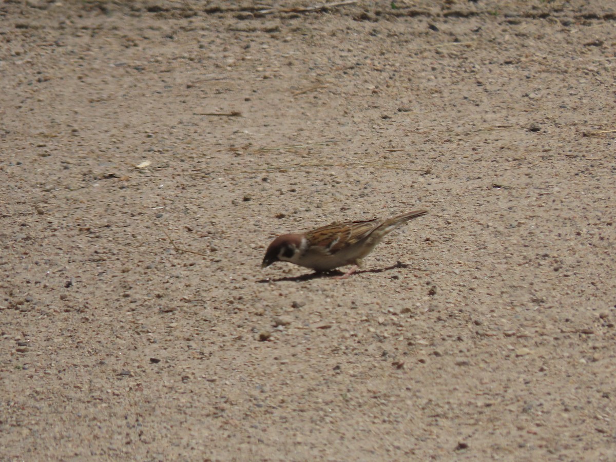 Eurasian Tree Sparrow - ML620394604