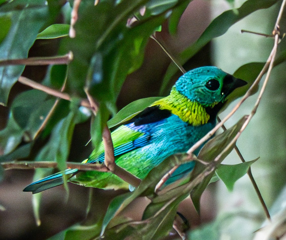 Green-headed Tanager - ML620394605