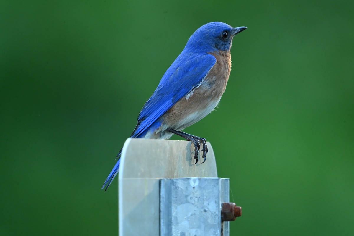 Eastern Bluebird - ML620394616