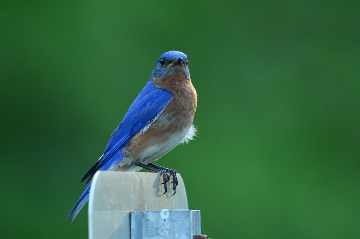 Eastern Bluebird - ML620394624