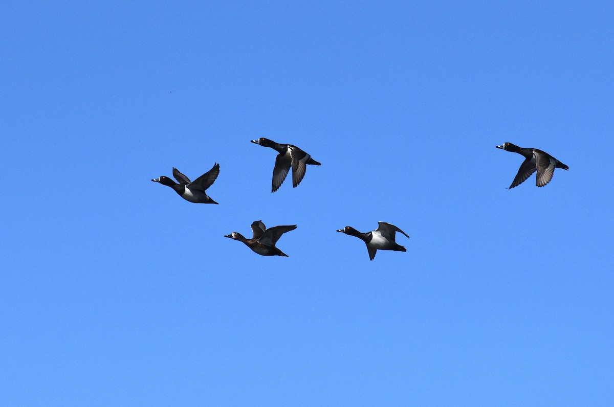 Ring-necked Duck - ML620394638