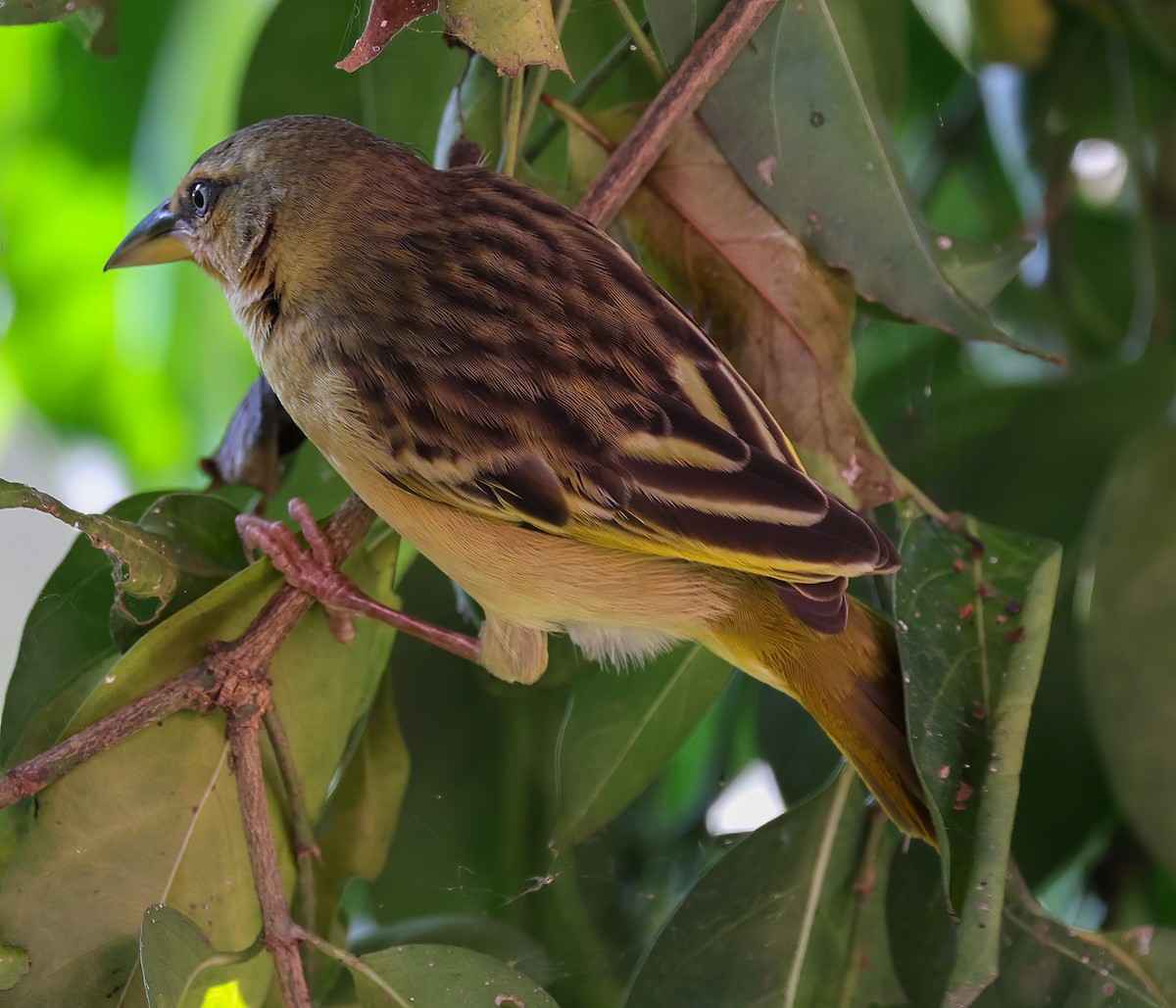 Northern Brown-throated Weaver - ML620394646