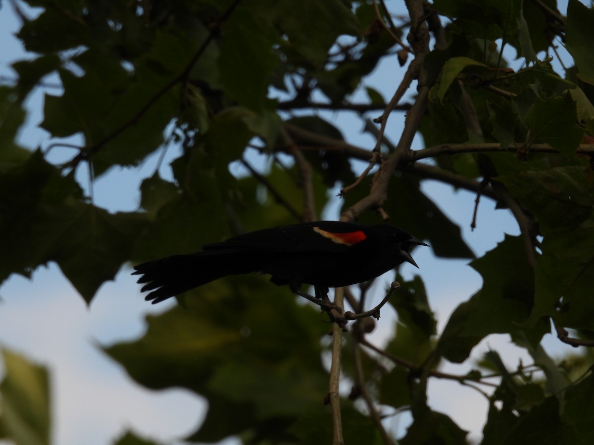 Red-winged Blackbird - ML620394647