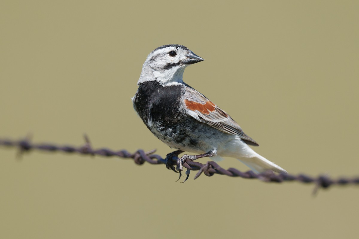 Thick-billed Longspur - ML620394649
