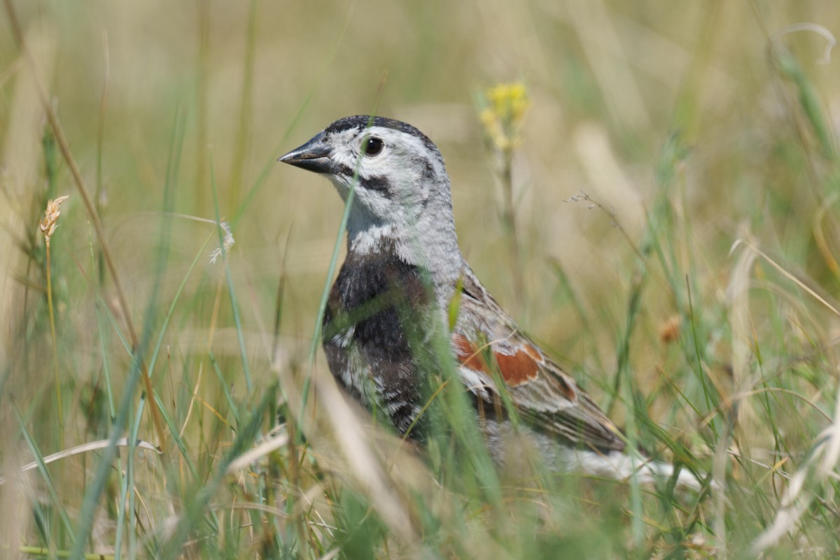 Thick-billed Longspur - ML620394651