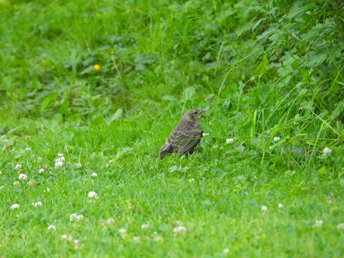 Brown-headed Cowbird - ML620394662