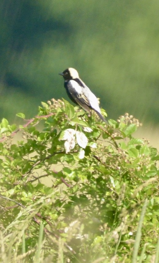 Bobolink - David Gersten