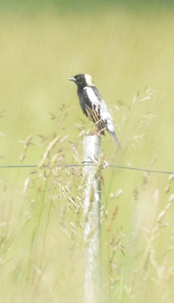 bobolink americký - ML620394667