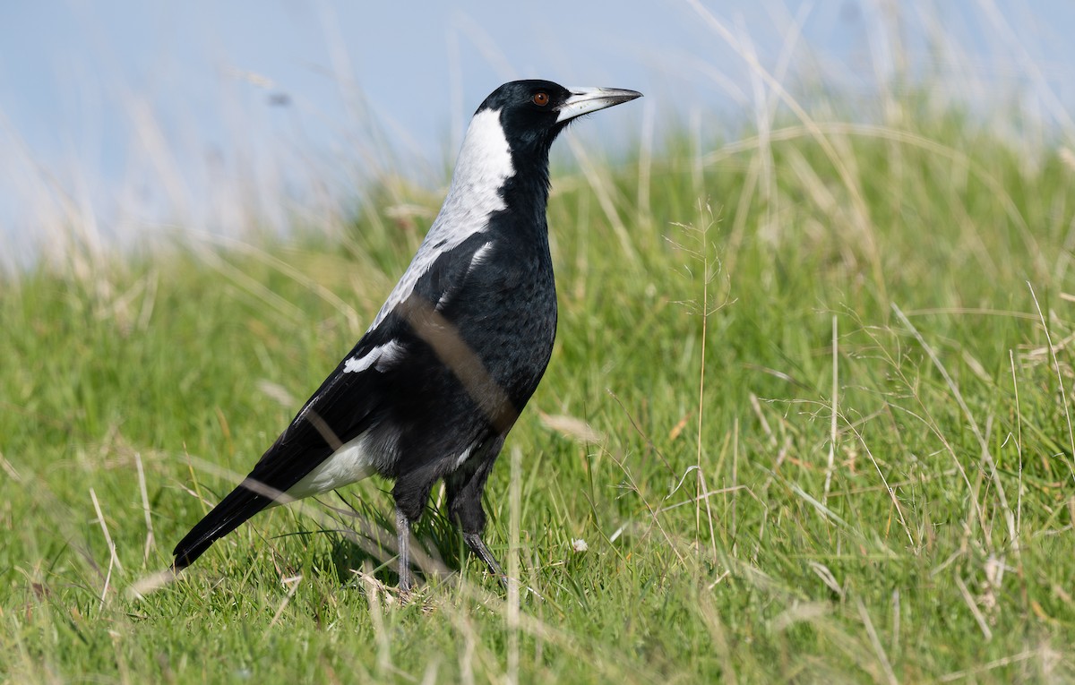 Australian Magpie - ML620394671