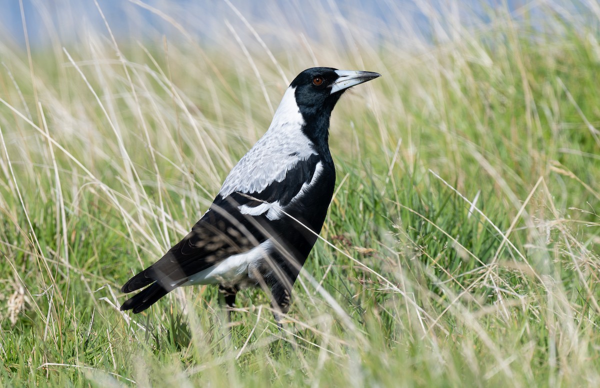 Australian Magpie - ML620394672