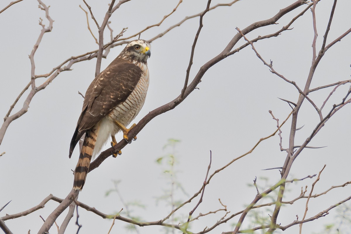 Roadside Hawk - ML620394679