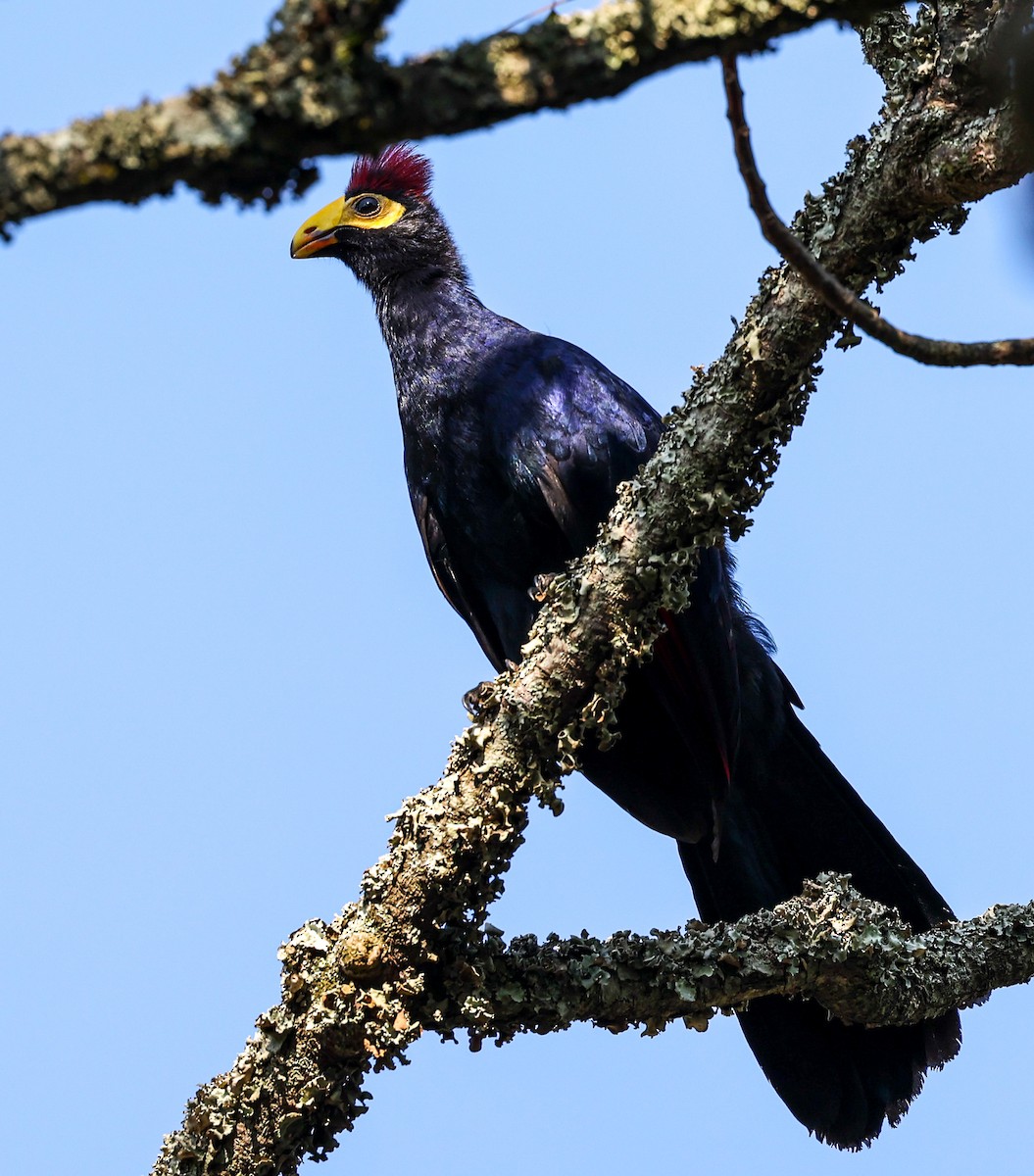 Turaco de Ross - ML620394684