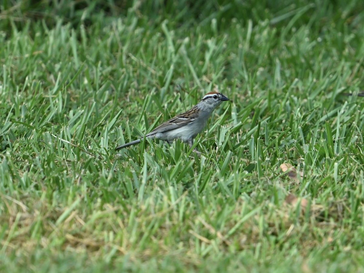 Chipping Sparrow - ML620394689