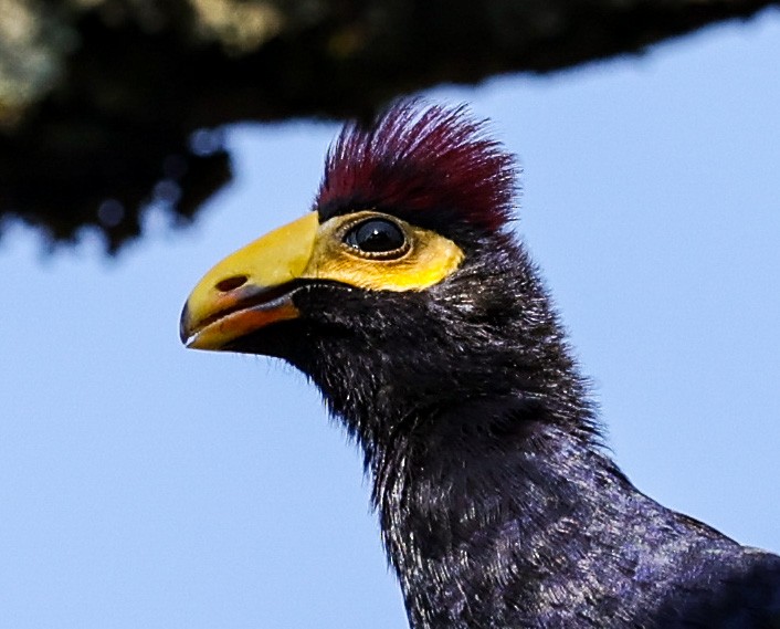 Ross's Turaco - ML620394691