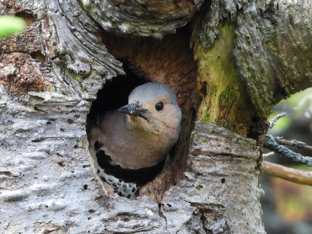 Northern Flicker - ML620394694