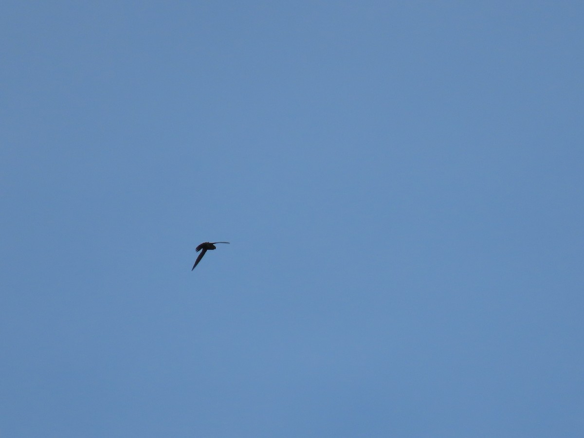 Gray-rumped Swift - ML620394695