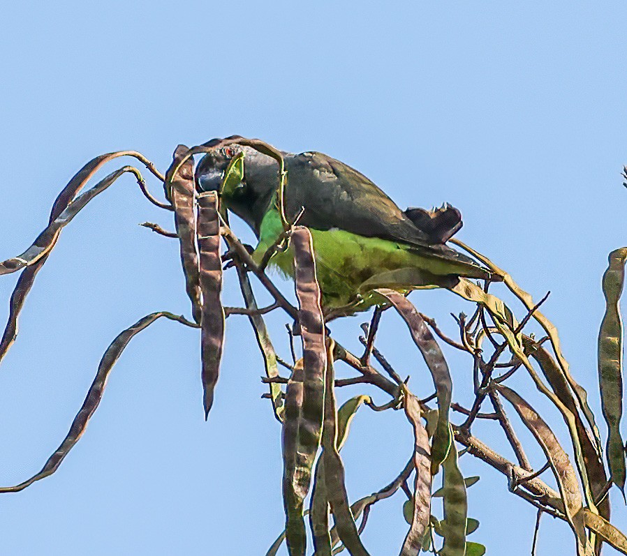 Meyer's Parrot - ML620394697