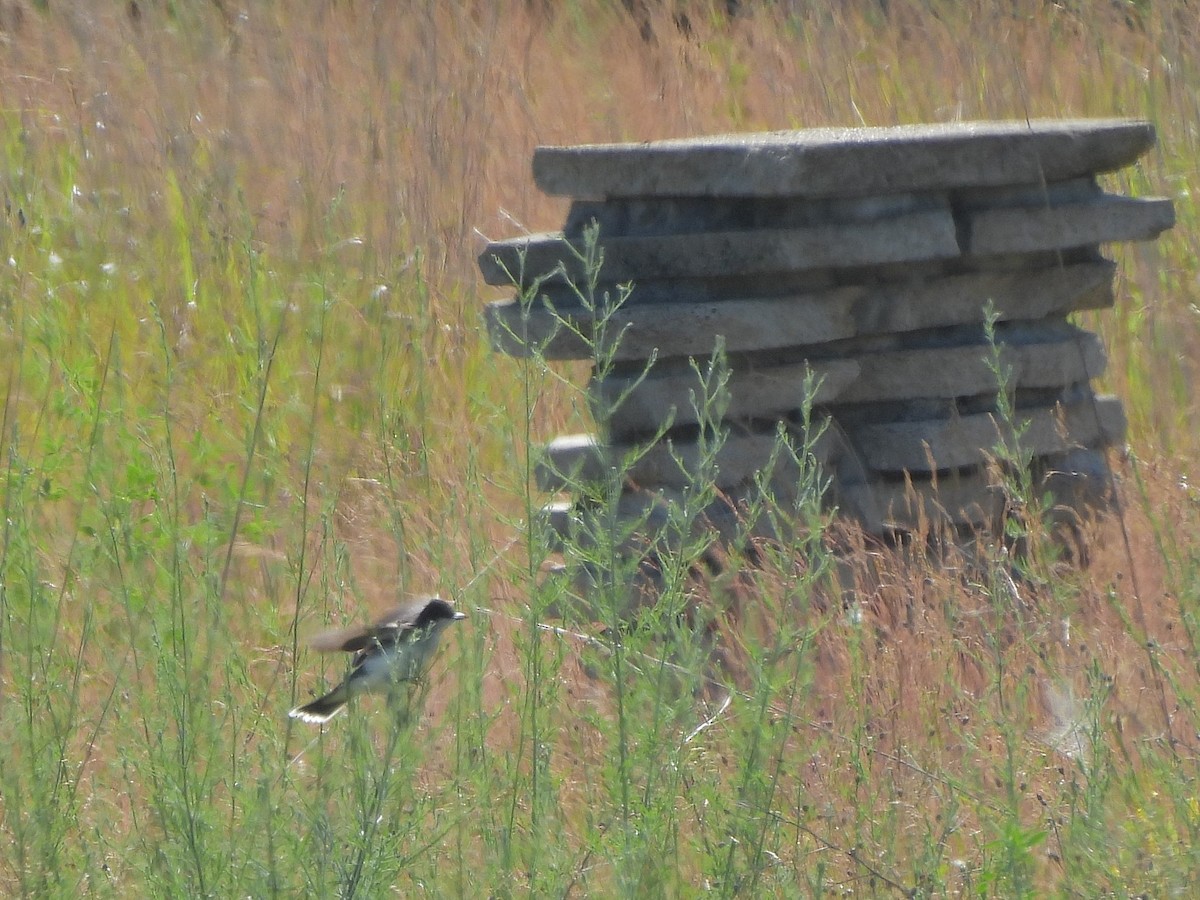 Eastern Kingbird - ML620394699