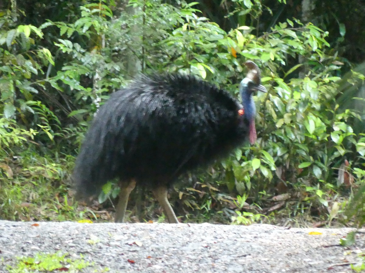 Southern Cassowary - ML620394700