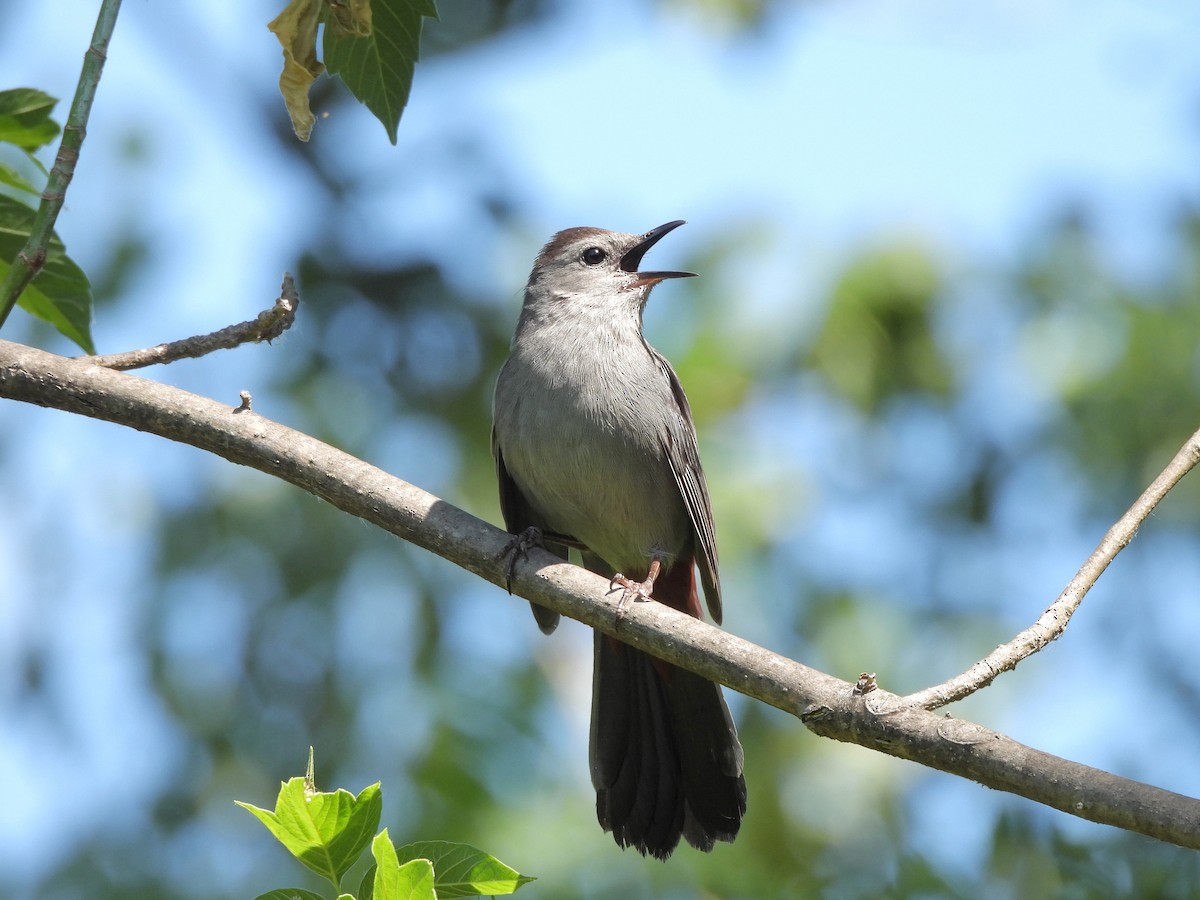 Gray Catbird - ML620394706