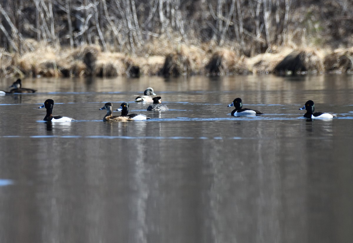 Ring-necked Duck - ML620394707